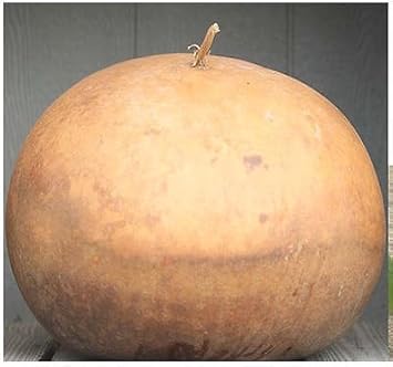 Brown Giant Gourd Lagenaria siceraria seeds for garden planting